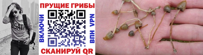 kraken зеркало  Воскресенск  Псилоцибиновые грибы Magic Shrooms 